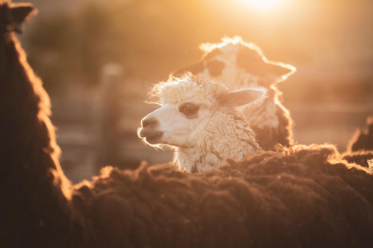 Alpaca Farm - חוות האלפקות Villa Mitzpe Ramon Exterior photo