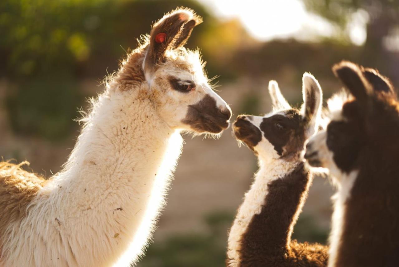 Alpaca Farm - חוות האלפקות Villa Mitzpe Ramon Exterior photo