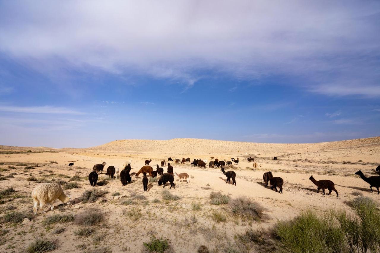 Alpaca Farm - חוות האלפקות Villa Mitzpe Ramon Exterior photo