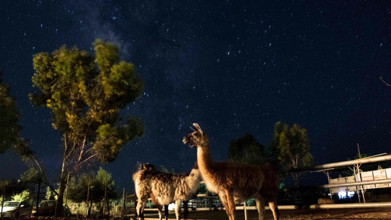 Alpaca Farm - חוות האלפקות Villa Mitzpe Ramon Exterior photo