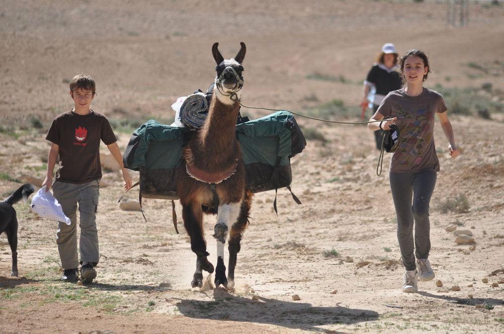 Alpaca Farm - חוות האלפקות Villa Mitzpe Ramon Exterior photo