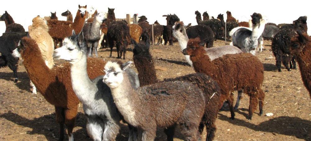 Alpaca Farm - חוות האלפקות Villa Mitzpe Ramon Exterior photo