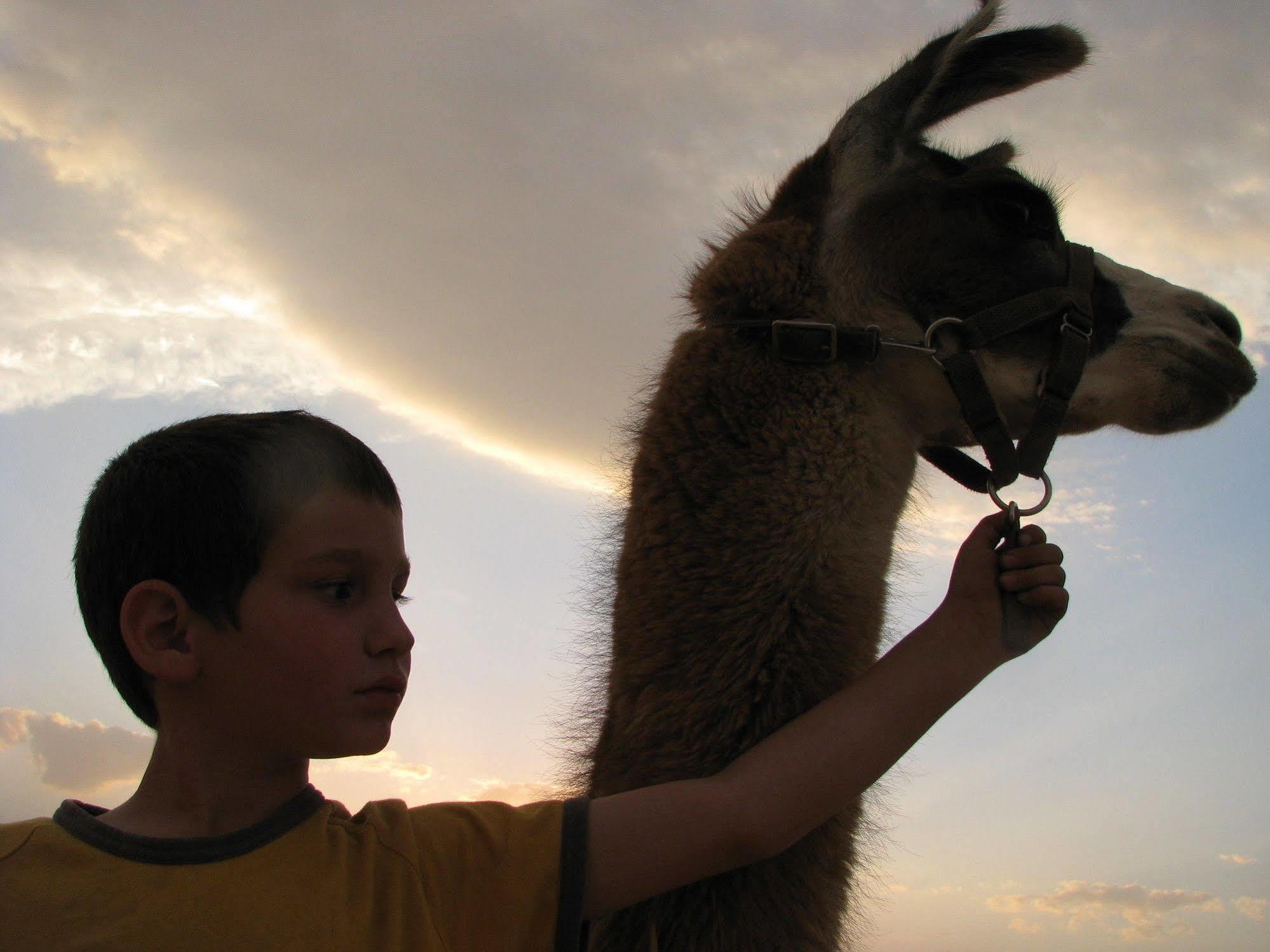 Alpaca Farm - חוות האלפקות Villa Mitzpe Ramon Exterior photo