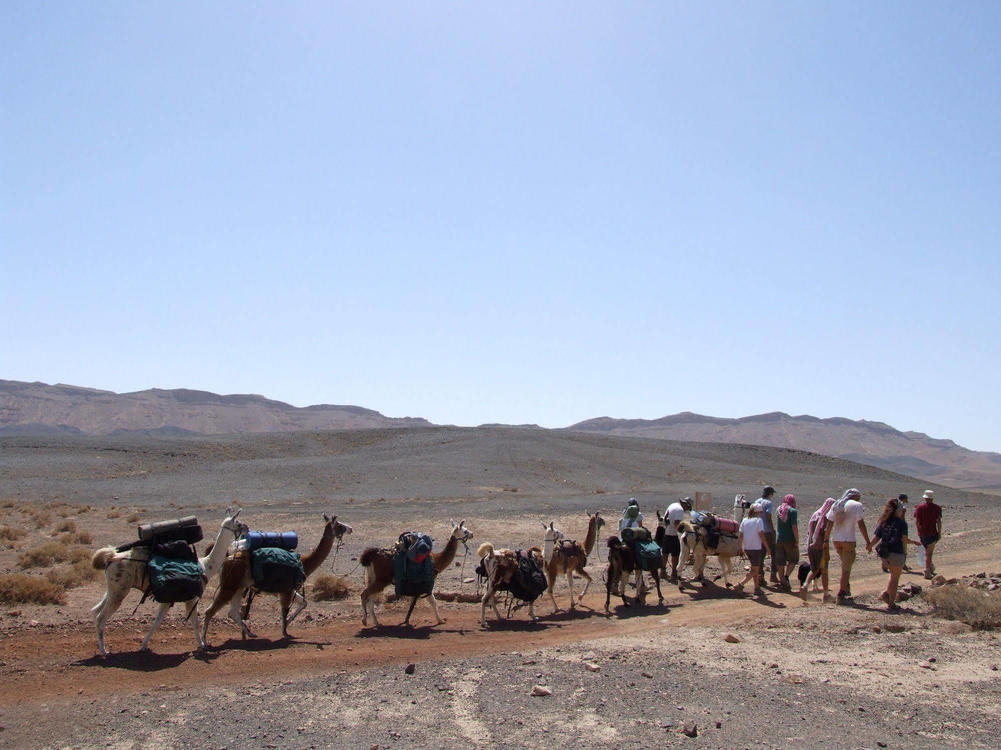 Alpaca Farm - חוות האלפקות Villa Mitzpe Ramon Exterior photo